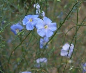 Deko-3.-Akademie,-2.-Lehr–und-Versuchsgarten,-Blauer-Lein