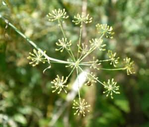 Deko 3. Akademie, 2. Lehr- und Versuchsgarten, Wilder Fenchel