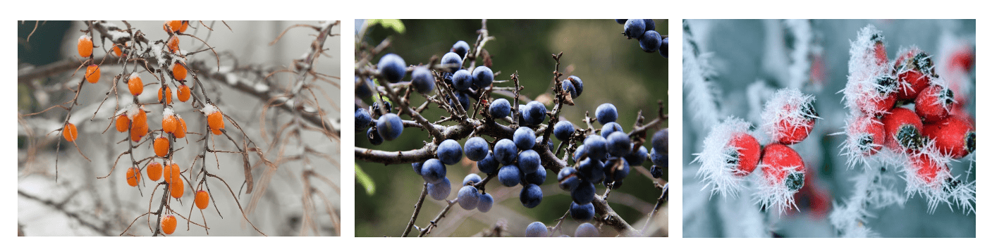 Newsletter Bild Winterbeeren