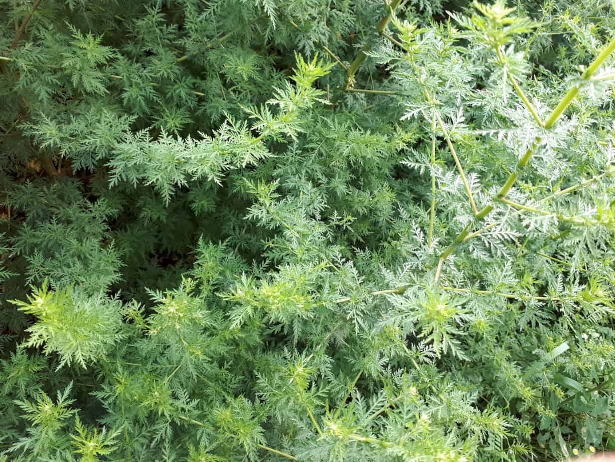 Artemisia annua