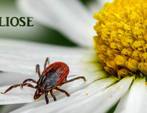 Borreliose – die unterschätzte Gefahr