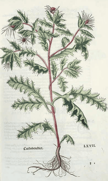 Heilpflanzen Steckbriefe Benediktenkraut Leonhart Fuchs Kräuterbuch 1543