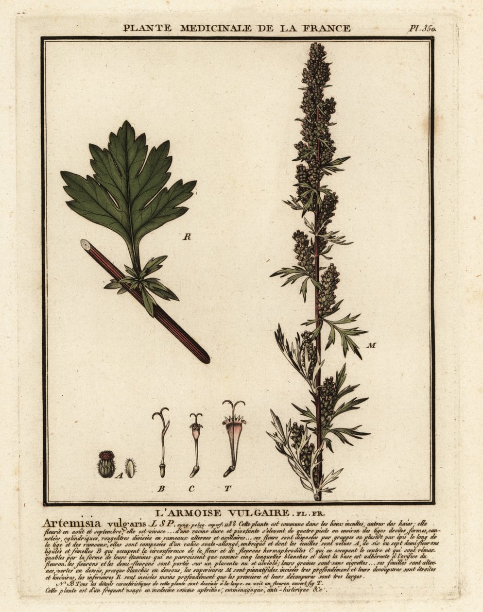 Heilpflanzen Steckbriefe Gewöhnlicher Beifuß Artemisia vulgaris Historisch
