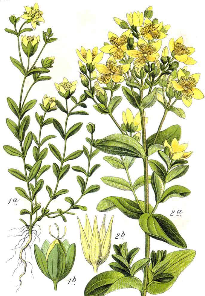 Heilpflanzen Steckbriefe Johanniskraut Johann Georg Sturm Deutschlands Flora in Abbildungen 1796