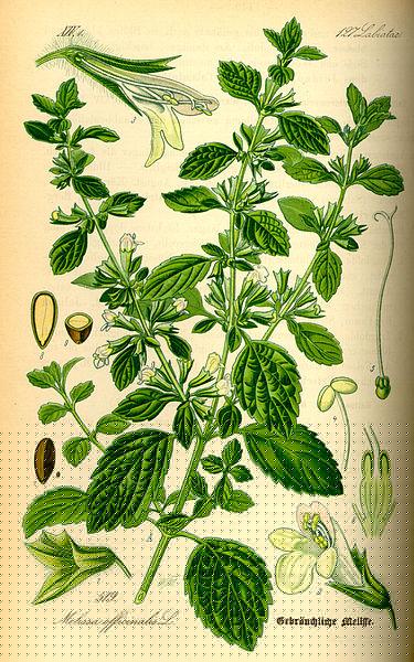 Heilpflanzen Steckbriefe Melisse Prof. Dr. Otto Wilhelm Thomé Flora von Deutschland Österreich und der Schweiz 1885