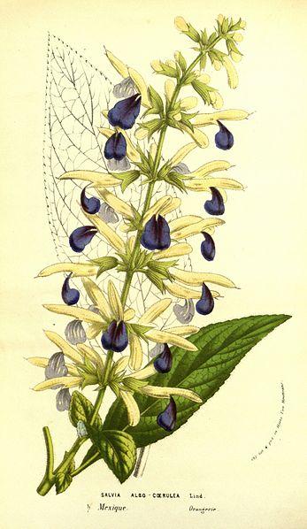 Heilpflanzen Steckbriefe Salbei Louis van Houtte Flore des Serres et des Jardins de'l Europe 1845-1888