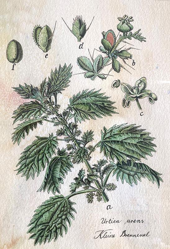 Brennnessel Urtica dioica Urtica urens historisches Bild Brennnessel Urtica dioica Urtica urens historisches Bild