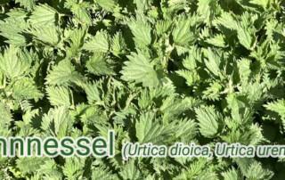 Titelbild Newsletter Brennnessel