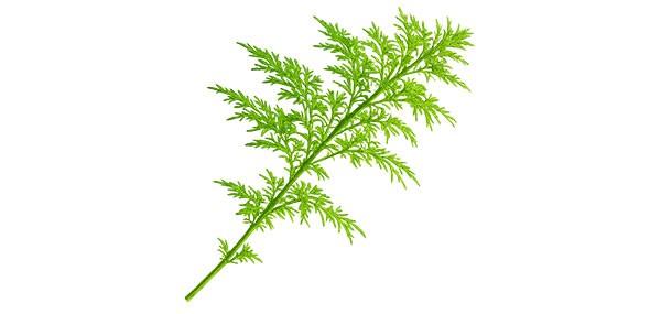 Artemisia annua Artemisia annua